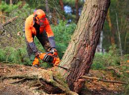 Best Tree and Shrub Care  in Burlington, CO