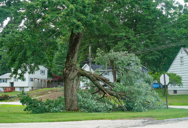 Best Tree Disease Treatment  in Burlington, CO