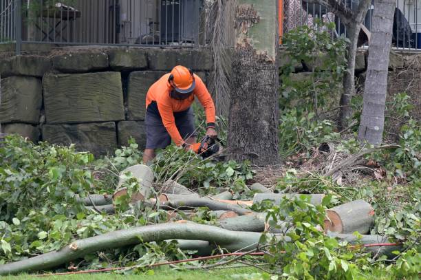 Best Storm Damage Tree Cleanup  in Burlington, CO