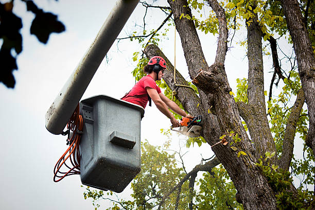 Best Tree Preservation Services  in Burlington, CO